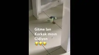 Gitme lan korkak mısın gidiyon paşamdaki özgüvene bakar mısınız😂😂😂😂😂😂😂