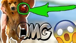 ФАИНА ПИТБУЛЬ [] СМОЖЕТ ЛИ ТРЁХЛАПЫЙ ПЁС ПЛЫТЬ???