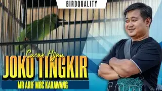 TARIK LANGSUNG TEMBAK-TEMBAK ‼️AKSI CUCAK HIJAU JOKO TINGKIR LATPRES NEW DUTA MBC