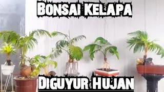 🛑 Koleksi Bonsai Kelapa dan Rileksasi Suara Hujan Deras