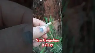 Что Съедобно в Лесу.