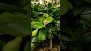 Цветы для каждого