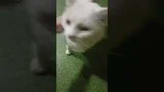 Котики приюта Ласка