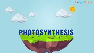 What is Photosynthesis? | The Openbook