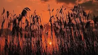 #2024 #New #Nashid  //Busta’nun// #2024 #Новый #Нашид {🌾Буста’нун}