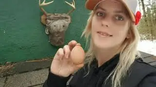 Homestead Chickens