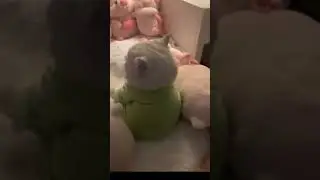 Cutie cat time-out