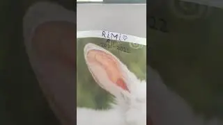 ya sé que no es la foto original pero se parecen