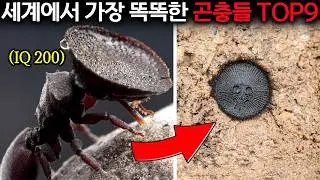 신의 경지에 오른 사냥꾼들. 천재적인 사냥 기술을 가진 10가지 포식성 곤충들