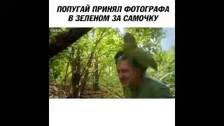 попугай и фотограф