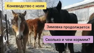 Коневодство с ноля. Зимовка продолжается. Чем и как кормим.