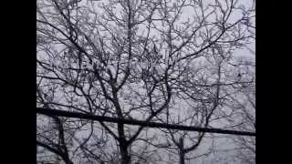 Коптим сало
