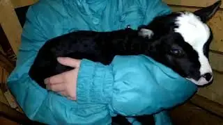 Алиса родила 1 козочку и явно не от Харви 😂
