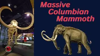 Massive Columbian Mammoth on Display at the Nevada State Museum