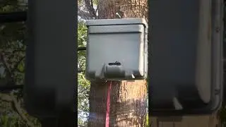 First  2024  Honeybee swarm