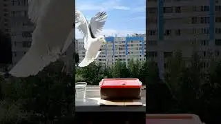 Ручная чайка за 60 дней - День 6 Обед по расписанию 