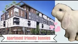 10 Reasons Why Bunnies Are Great Apartment Pets !!!
