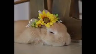 he's dreaming away