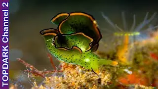 7 Increíbles Animales que Pueden llevar a cabo la Fotosíntesis
