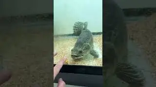 This Aimara Wolffish was fired up this morning!😤 