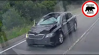 ДТП с лосем в Ярославской области | Ваши Видео #73