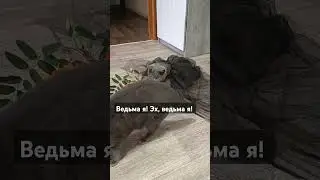 Кот Шерингтон и кот Оскар из сказок "Короля и Шута"🎃 Ведьма 😈 #кот #котка #оскар #cat #киш