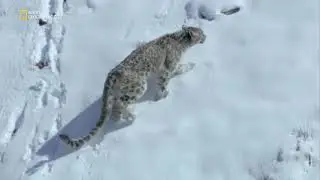 Враждебная планета Снежные барсы