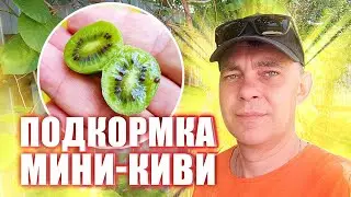 АКТИНИДИЯ БУДЕТ УСЫПАНА КРУПНОЙ ЯГОДОЙ ПОСЛЕ ТАКОЙ ПОДКОРМКИ ВО ВРЕМЯ ЦВЕТЕНИЯ