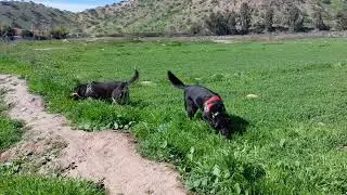 PERLA Y FRIDA EN LIBERTAD