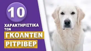 Golden Retriever - 10 Χαρακτηριστικά των Γκόλντεν Ριτρίβερ!