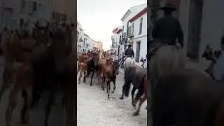 выберите свою лошадь