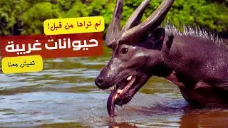 حيوانات غريبة تعيش معانا لم نراها من قبل!!.😳p1 #حيوانات #animals
