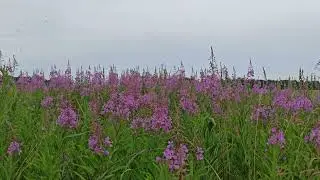 Иван-чай и звуки природы.