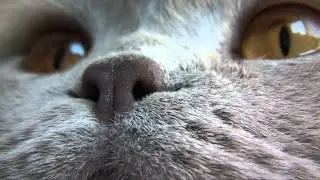 Ruby Cat - Reality Series #14 - It's been a while...
