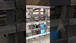 Hora do lanche das vaquinhas 🐄
