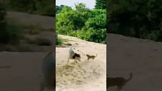 পাজি কুকুরটির কান্ড দেখুন 😜 #funny #comedy #trending #viral #shorts