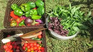 Organic Gardening ~ Harvesting 12 Types of Peppers & More ~ Making Garden Pizza