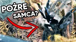 KOPULACJA PAJĄKÓW ❤️ Będą maluchy? Psalmopoeus irminia [18+]