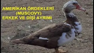 Amerikan Ördekleri (Muscovy) Erkek ve Dişi Ayrımı Nasıl Yapılır?