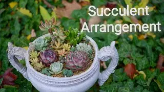 多肉拼盘/Succulent Arrangement