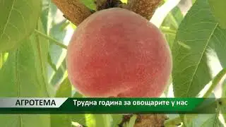 Агротема: Трудна година за овощарите у нас