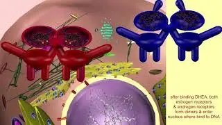 ADRENAL ANDROGENS