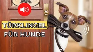 10 Türklingel für Hunde 🔊🐶 geräusche fur hund