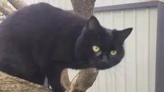 КОШКА УПАЛА С ДЕРЕВА !!!!!