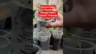 Recycle Gelas Plastik‼️Media Tempat Tanaman Hias