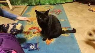 Котенок играет с кошкой