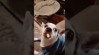 Small but so angry | funny animals | #petvideos  #funnyanimalvideos