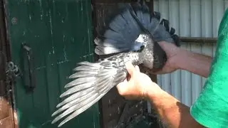 Крайний молодняк