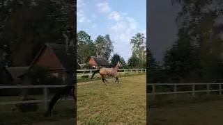 Драконша Байрама #horse #shorts #short #equestrian