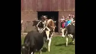 Cows touching grass for the first time